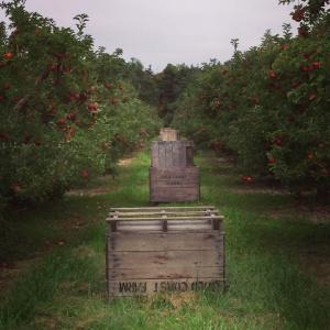 appleorchard1