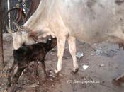 Parenting .... Cotton Wool Culture Helicopter Parents