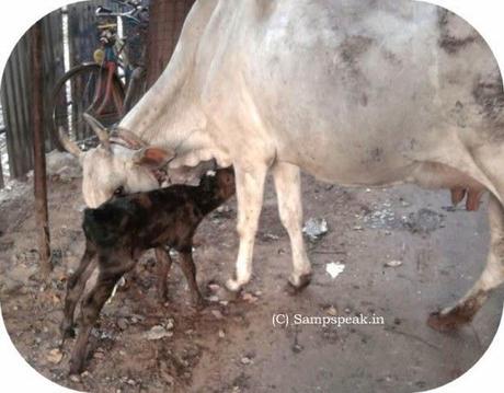 Parenting .... cotton wool culture and helicopter parents