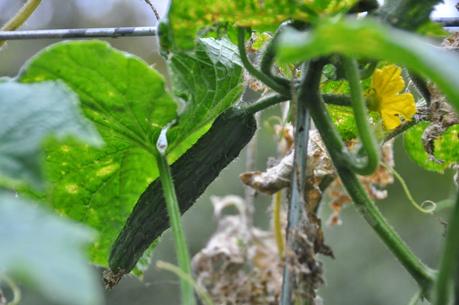 Fall Garden Cleanup