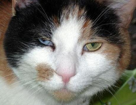 Top 10 Cats with Different Coloured Eyes