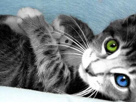Top 10 Cats with Different Coloured Eyes