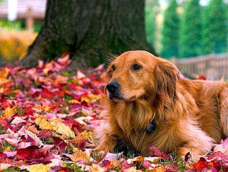 Photos: Adorable dogs playing in the fall leaves