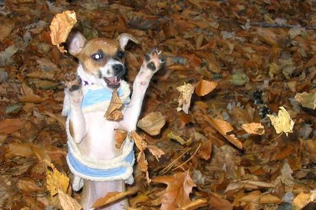 Photos: Adorable dogs playing in the fall leaves