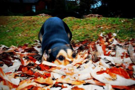 Photos: Adorable dogs playing in the fall leaves