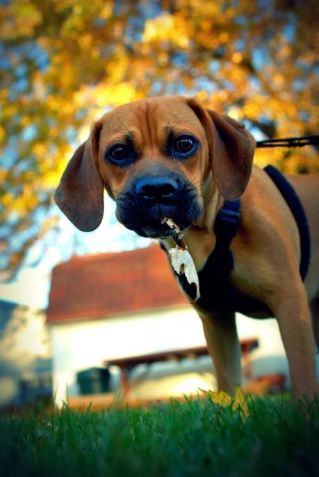 Photos: Adorable dogs playing in the fall leaves