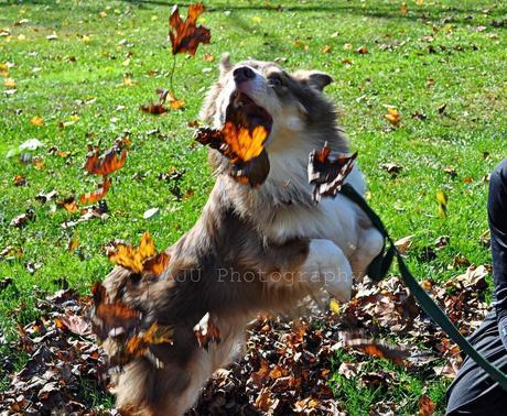 Photos: Adorable dogs playing in the fall leaves