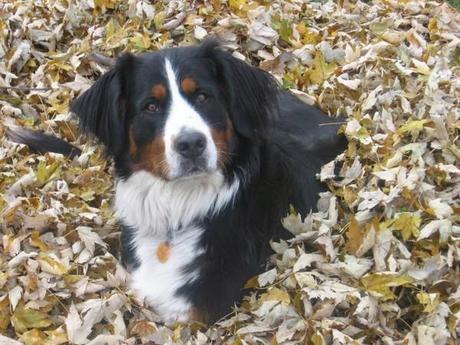 Photos: Adorable dogs playing in the fall leaves