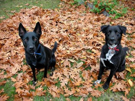 Photos: Adorable dogs playing in the fall leaves