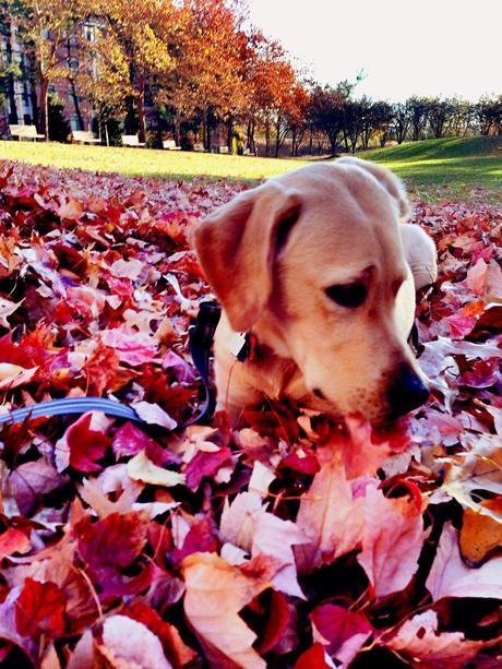 Photos: Adorable dogs playing in the fall leaves