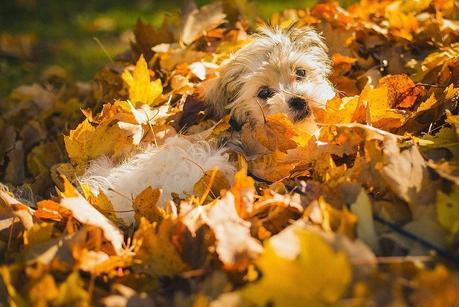 Photos: Adorable dogs playing in the fall leaves