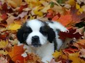 Photos: Adorable Dogs Playing Fall Leaves