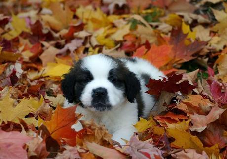 Photos: Adorable dogs playing in the fall leaves