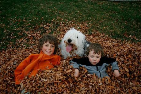 Photos: Adorable dogs playing in the fall leaves