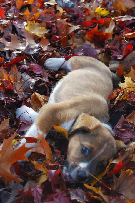 Photos: Adorable dogs playing in the fall leaves