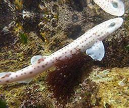 Study shows sharks have personalities