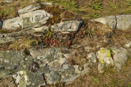 Rocks and crevices