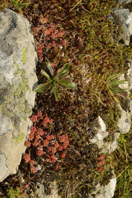 Rocks and crevices