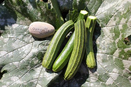 harvesting our first courgettes from our DIY veggie patch-2