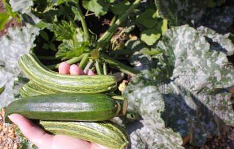 harvesting our first courgettes from our DIY veggie patch