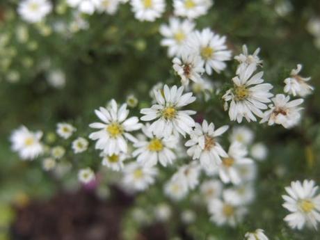 Aster ericodes f. prostrate ‘Snow Flurry’