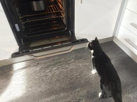 cat watching oven home baking grilling schichttorte