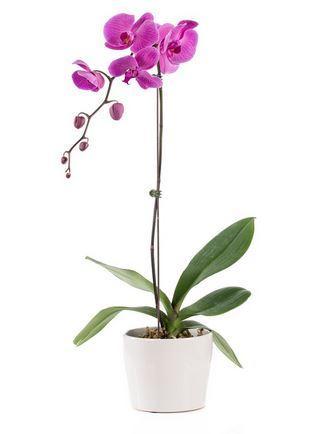 Purple Phalaenopsis Orchid In Contemporary White Ceramic Pot
