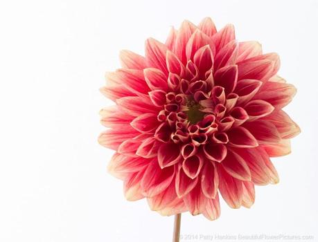 Red & Yellow Dahlia © 2014 Patty Hankins