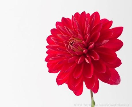 Red Dahlia © 2014 Patty Hankins