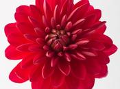 Studio: More Dahlias