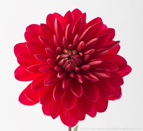 Red Dahlia © 2014 Patty Hankins