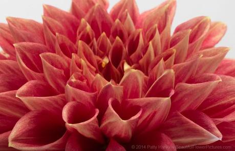 Red & Yellow Dahlia © 2014 Patty Hankins