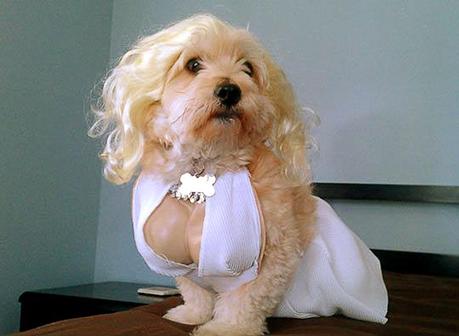 Dog dressed as Marilyn Monroe