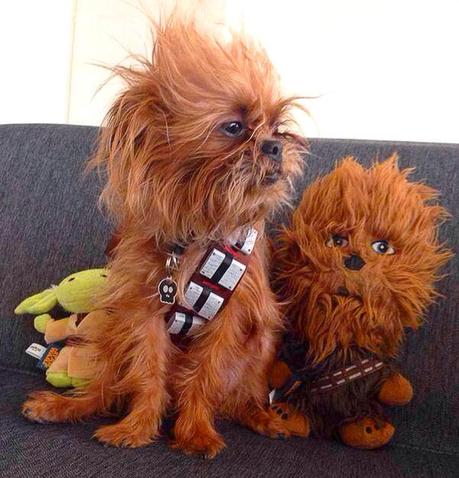 Dog dressed as Chewbacca