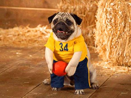 Dog in basketball costume