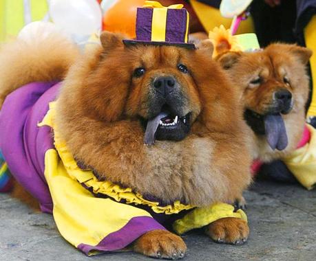 Dog dressed in carnival costume