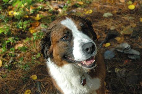 Keira's Provincial Park tours: Barron Canyon Trail, Algonquin Park, Ontario Canada