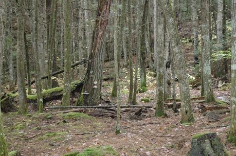 Keira's Provincial Park tours: Barron Canyon Trail, Algonquin Park, Ontario Canada