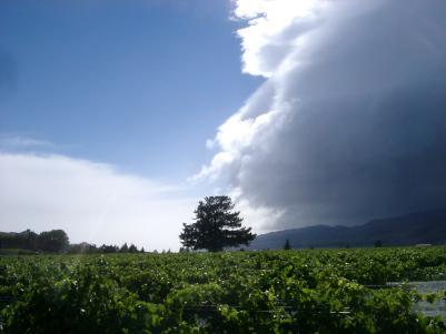 Pinot with Passion: Wooing Tree Vineyard  | Central Otaga, NZ