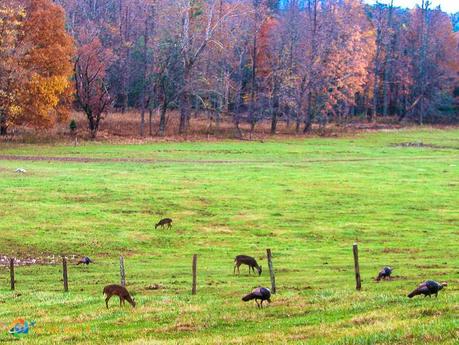 Cades Cove Fall 0875 L Cades Cove: An Autumn Color Story