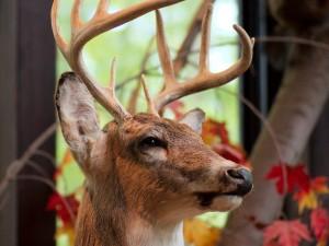 deer season
