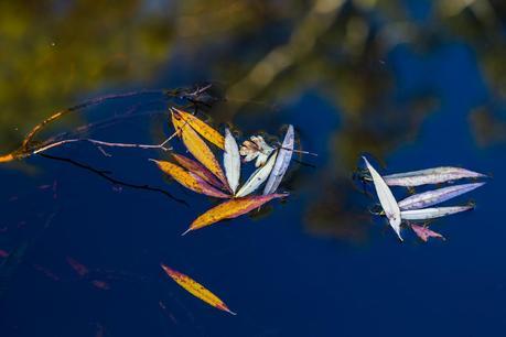 fallen leaves floating on water