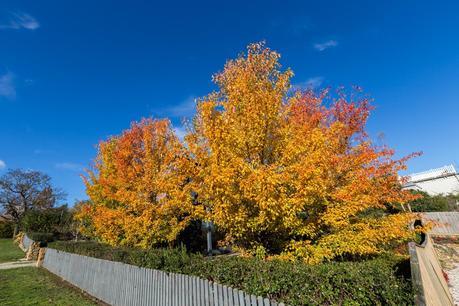 autumn trees daylesford