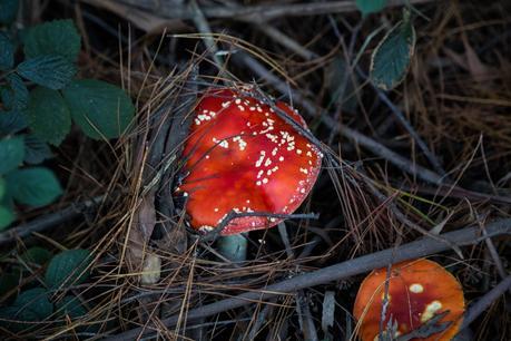 red coloured fungi wombat state forest