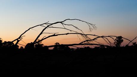 silhouette of tree branch setting sun