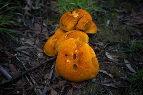 yellow fungi wombat state forest