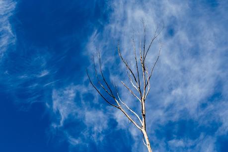 bare tree blue sky cirrus clouds