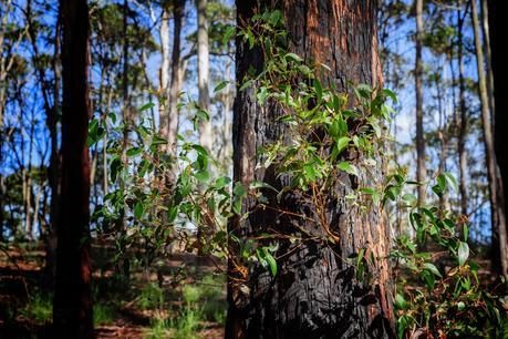 regrowth on burned eucalypt