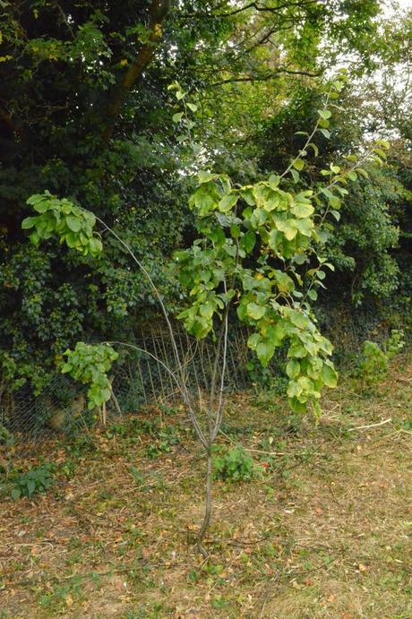 Tree following - the quince pauses