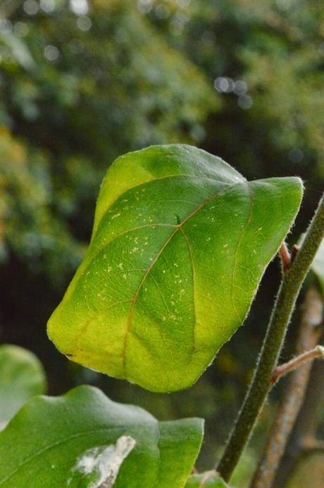 Tree following - the quince pauses